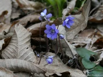 Hepatica nobilis
