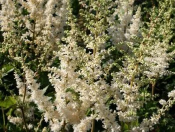 Astilbe chinensis 'Vision in White'