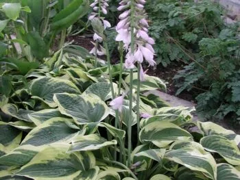 Hosta 'Wide Brim'