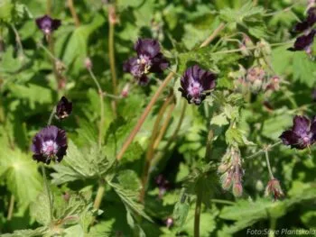 Geranium phaeum