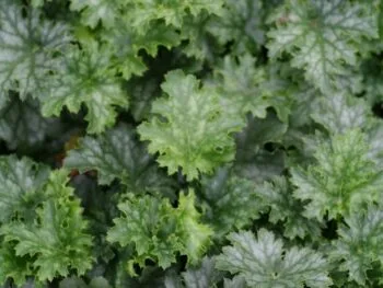 Heuchera 'Apple Crisp'