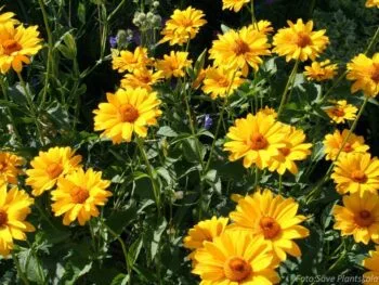 Heliopsis helianthoides 'Venus'