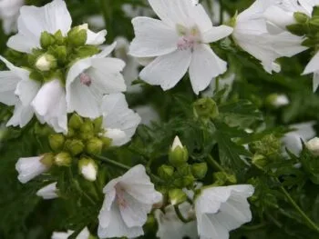 Malva moschata 'Alba'