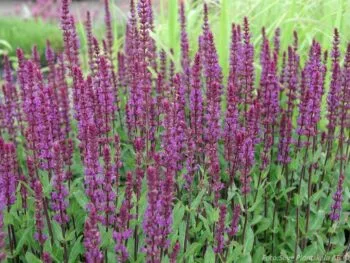 Salvia nemorosa 'Caradonna'