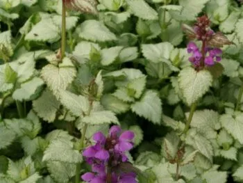 Lamium maculatum 'Ghost'