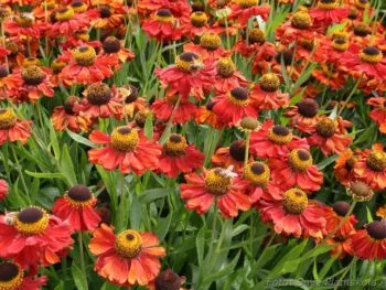 Helenium autumnale 'Helena Red Shades'