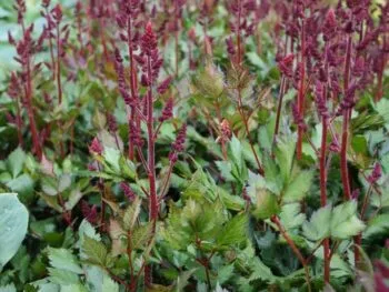 Astilbe chinensis 'Vision in Red'