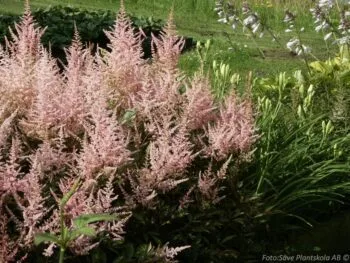Astilbe arendsii 'Erica'