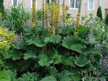 Ligularia przewalskii