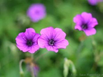 Geranium 'Hexham Velvet'