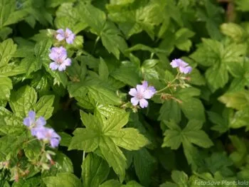 Geranium nodosum
