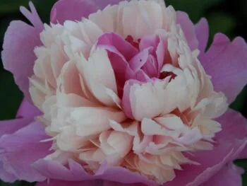 Paeonia lactiflora 'Sorbet'