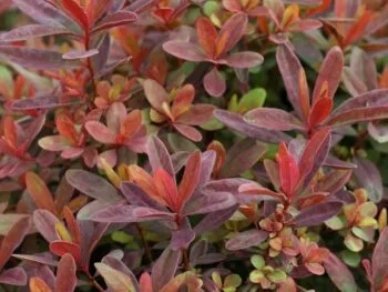 Euphorbia polychroma 'Bonfire'