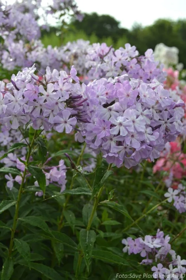 Phlox paniculata 'Alma Jansson'