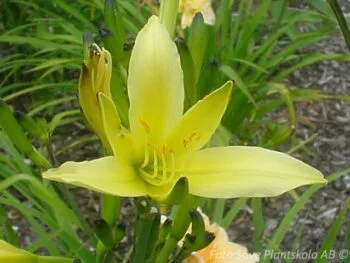Hemerocallis citrina