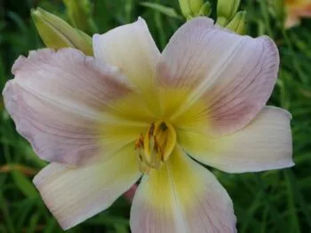 Hemerocallis 'Catherine Woodbury'
