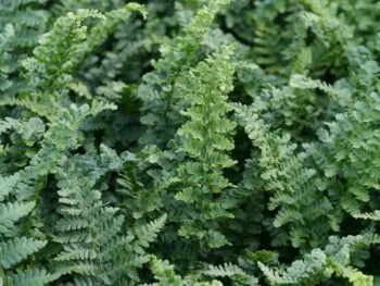 Dryopteris affinis 'Angustata Crispata'