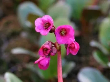 Bergenia 'Eroica'