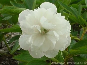 Paeonia officinalis 'Alba Plena'