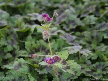 Geranium phaeum 'Samobor'