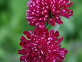 Knautia macedonica 'Mars Midget'