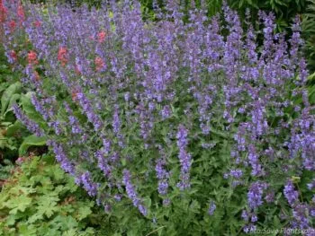 Nepeta x faassenii 'Walker's Low'