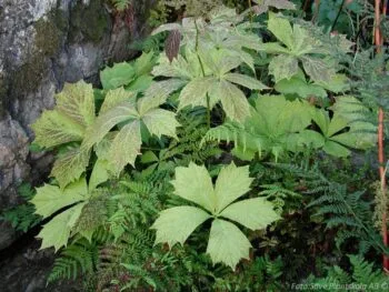 Rodgersia aesculifolia