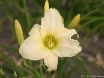 Hemerocallis 'Serena Madonna'