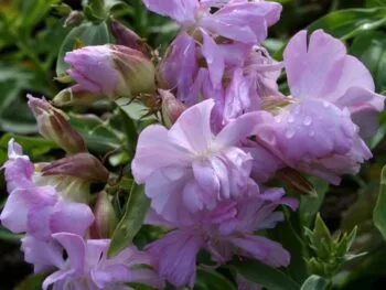 Saponaria officinalis 'Rosea Plena'