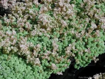 Sedum hispanicum minus