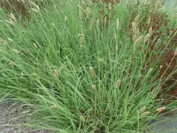 Sesleria nitida