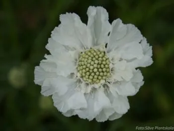 Scabiosa caucasica 'Perfecta Alba'