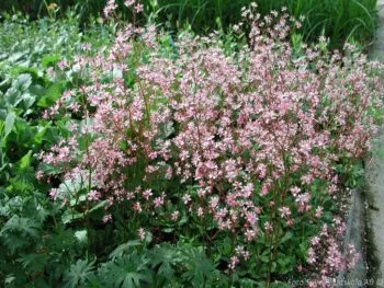 Saxifraga umbrosa 'Clarence Elliott'