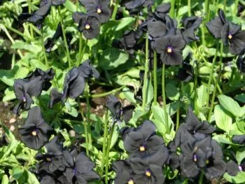 Viola x williamsii 'Molly Sanderson'