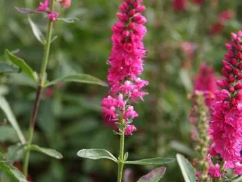 Veronica spicata 'Rotfuchs'