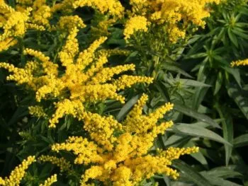 Solidago 'Leraft'