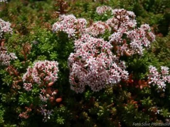 Sedum album