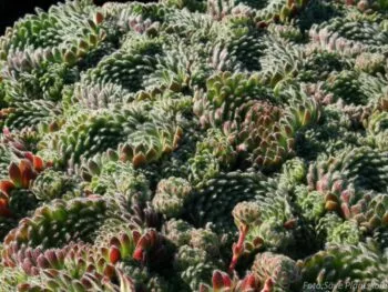 Sempervivum ciliosum