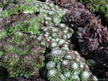 Sempervivum mix