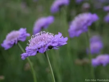 Scabiosa columbaria 'Butterfly Blue'