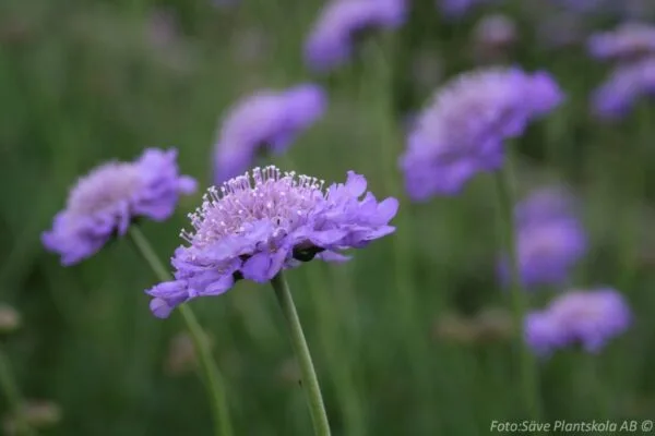 Scabiosa columbaria 'Butterfly Blue'