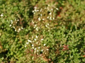 Sedum album 'Coral Carpet'