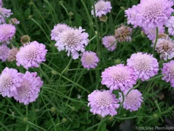 Scabiosa columbaria 'Pink Mist'