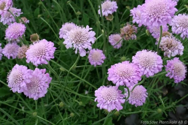 Scabiosa columbaria 'Pink Mist'