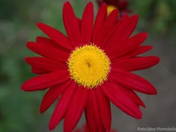 Tanacetum coccineum 'Robinson's Red'