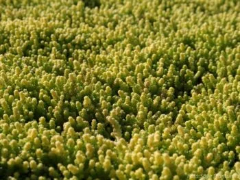 Sedum acre 'Yellow Queen'