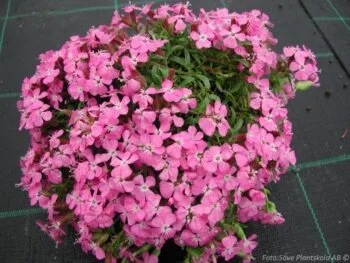 Saponaria 'Bressingham'