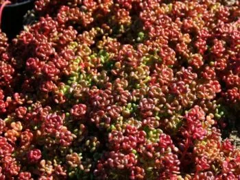 Sedum oreganum