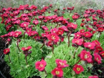 Saxifraga Arendsii-gruppen 'Peter Pan'