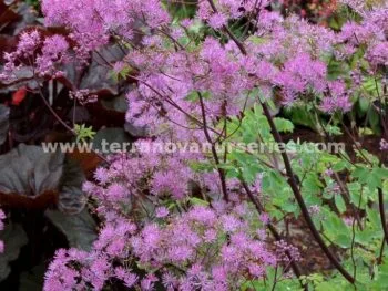 Thalictrum aquilegifolium 'Black Stocking'